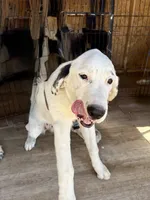 Sonic, a female Newfoundland and Central Asian Shepherd for sale in Agua Dulce, CA – 1 of 7