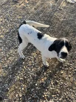 Big Timmy, a male Newfoundland and Central Asian Shepherd for sale in Agua Dulce, CA – 6 of 8