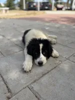 Nelli, a female Newfoundland and Central Asian Shepherd for sale in Agua Dulce, CA – 8 of 10