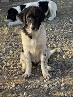 Blackie, a female Newfoundland and Central Asian Shepherd for sale in Agua Dulce, CA – 4 of 9