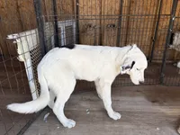 Sonic, a female Newfoundland and Central Asian Shepherd for sale in Agua Dulce, CA – 2 of 7