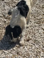 Nelli, a female Newfoundland and Central Asian Shepherd for sale in Agua Dulce, CA – 3 of 10