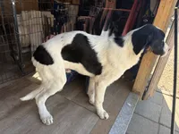 Simba, a male Newfoundland and Central Asian Shepherd for sale in Agua Dulce, CA – 4 of 6