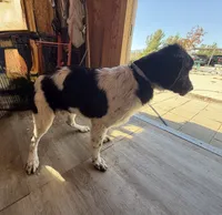 Blackie, a female Newfoundland and Central Asian Shepherd for sale in Agua Dulce, CA – 2 of 9