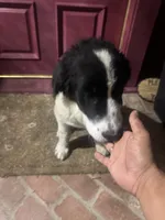 Nelli, a female Newfoundland and Central Asian Shepherd for sale in Agua Dulce, CA – 7 of 10