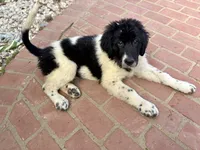 Blackie, a female Newfoundland and Central Asian Shepherd for sale in Agua Dulce, CA – 8 of 9