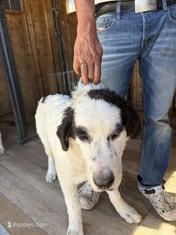 Tao – Newfoundland, Central Asian Shepherd puppy for sale in Agua Dulce, CA