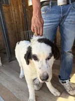 Tao, a male Newfoundland and Central Asian Shepherd for sale in Agua Dulce, CA – 1 of 10