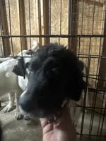 Blackie, a female Newfoundland and Central Asian Shepherd for sale in Agua Dulce, CA – 6 of 9