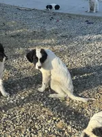Zorro, a male Newfoundland and Central Asian Shepherd for sale in Agua Dulce, CA – 6 of 7