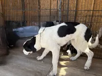 Simba, a male Newfoundland and Central Asian Shepherd for sale in Agua Dulce, CA – 2 of 6