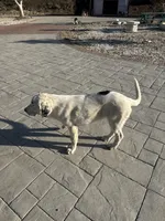 Sonic, a female Newfoundland and Central Asian Shepherd for sale in Agua Dulce, CA – 5 of 7