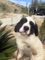 Zorro, a male Newfoundland and Central Asian Shepherd for sale in Agua Dulce, CA – 2 of 7