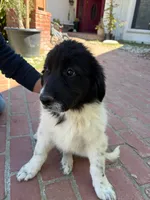 Blackie, a female Newfoundland and Central Asian Shepherd for sale in Agua Dulce, CA – 9 of 9
