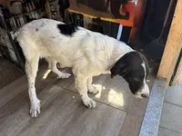 Timmy, a male Newfoundland and Central Asian Shepherd for sale in Agua Dulce, CA – 2 of 3