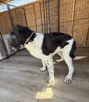 Blackie, a female Newfoundland and Central Asian Shepherd for sale in Agua Dulce, CA – 3 of 9