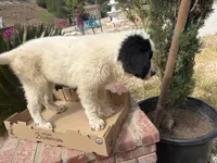 Zorro, a male Newfoundland and Central Asian Shepherd for sale in Agua Dulce, CA – 3 of 7