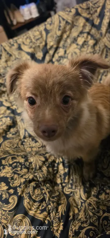 Pierre – Chihuahua, Pomeranian puppy for sale in Jacksonville, FL