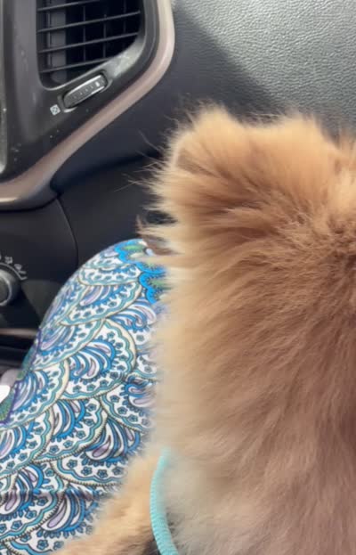 Pierre, a male Chihuahua and Pomeranian for sale in Jacksonville, FL – 4 of 6