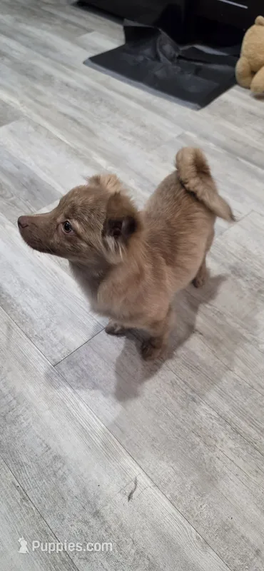 Pierre – Chihuahua, Pomeranian puppy for sale in Jacksonville, FL