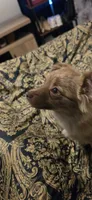 Pierre, a male Chihuahua and Pomeranian for sale in Jacksonville, FL – 6 of 6