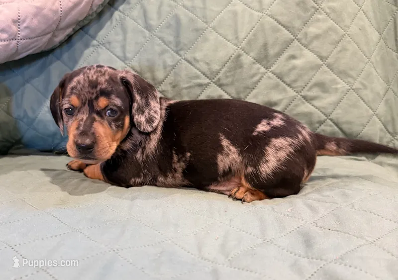 Dallas – Miniature Dachshund puppy for sale in Carnesville, GA