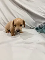 Phillip, a male Miniature Dachshund for sale in Carnesville, GA – 1 of 2