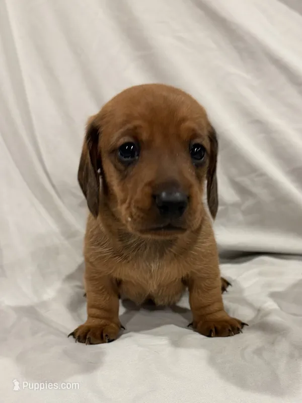 Marshall  – Miniature Dachshund puppy for sale in Carnesville, GA