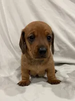 Marshall , a male Miniature Dachshund for sale in Carnesville, GA – 1 of 2