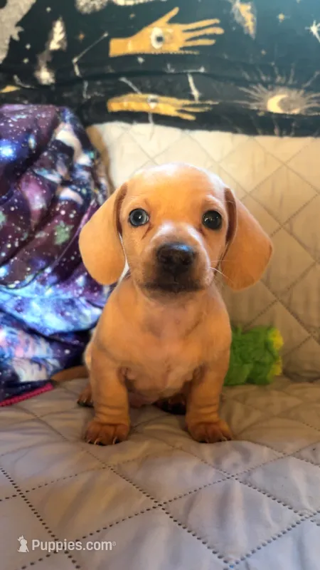 Lucus – Miniature Dachshund puppy for sale in Carnesville, GA