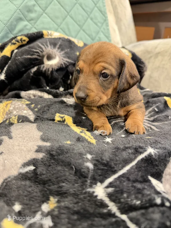 Donna❤️ – Miniature Dachshund puppy for sale in Carnesville, GA