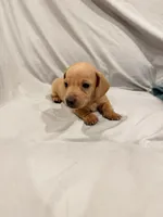 Lucus, a male Miniature Dachshund for sale in Carnesville, GA – 2 of 3