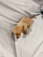 Phillip, a male Miniature Dachshund for sale in Carnesville, GA – 2 of 2