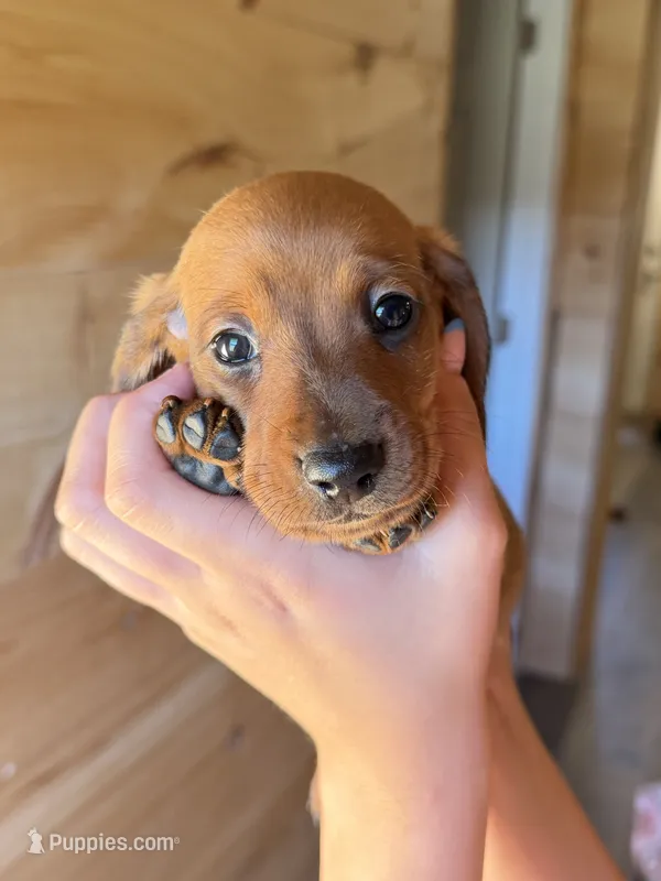 Marshall  – Miniature Dachshund puppy for sale in Carnesville, GA