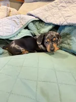 Dallas, a male Miniature Dachshund for sale in Carnesville, GA – 2 of 3