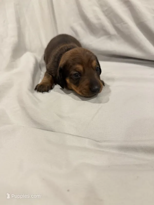 Donna❤️ – Miniature Dachshund puppy for sale in Carnesville, GA