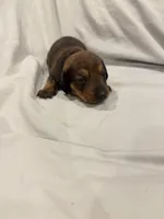 Donna❤️, a female Miniature Dachshund for sale in Carnesville, GA – 1 of 2
