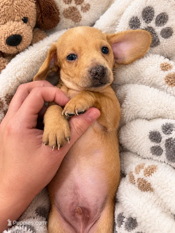 Lucus – Miniature Dachshund puppy for sale in Carnesville, GA