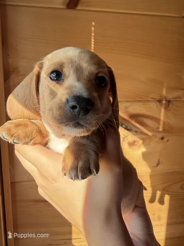 Phillip – Miniature Dachshund puppy for sale in Carnesville, GA