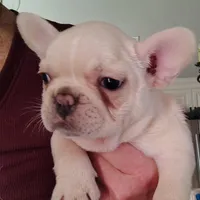 Farmingdale Frenchies Breeding since 2008, a female French Bulldog for sale in Jackson, NJ – Photo 3 of 3