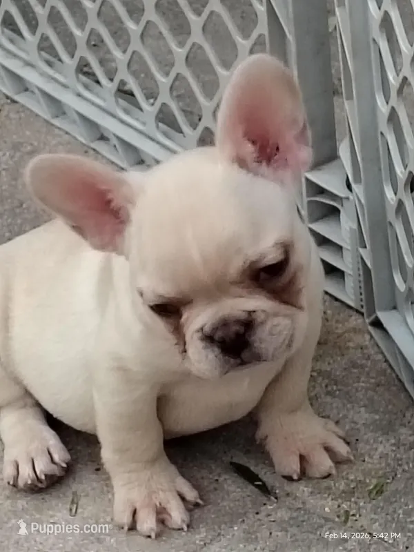 Farmingdale Frenchies Breeding since 2008