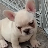 Farmingdale Frenchies Breeding since 2008, a female French Bulldog for sale in Jackson, NJ – Photo 1 of 3