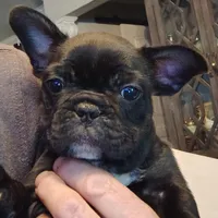Farmingdale Frenchies Breeding since 2008!, a female French Bulldog for sale in Jackson, NJ – Photo 2 of 3