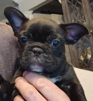 Farmingdale Frenchies Breeding since 2008!, a female French Bulldog for sale in Jackson, NJ – Photo 2 of 3