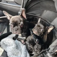 Farmingdale Frenchies Breeding since 2008!, a female French Bulldog for sale in Jackson, NJ – Photo 3 of 3