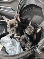 Farmingdale Frenchies Breeding since 2008!, a female French Bulldog for sale in Jackson, NJ – Photo 3 of 3