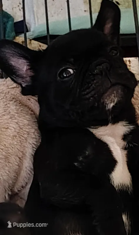 Farmingdale Frenchies Breeding since 2008!