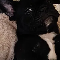 Farmingdale Frenchies Breeding since 2008!, a female French Bulldog for sale in Jackson, NJ – Photo 1 of 3