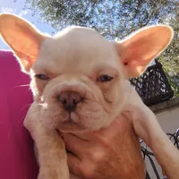 Farmingdale Frenchies Breeding since 2008, a female French Bulldog for sale in Jackson, NJ – Photo 4 of 4