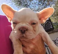 Farmingdale Frenchies Breeding since 2008, a female French Bulldog for sale in Jackson, NJ – Photo 4 of 4